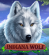 Indiana Wolf