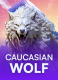 Caucasian Wolf